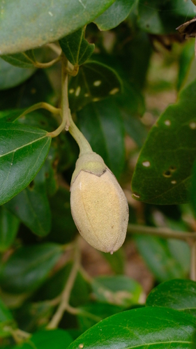Lagunaria patersonia (Norfolk Island hibiscus) (alternate view 6)