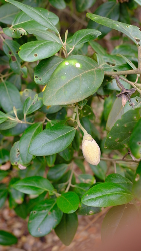 Lagunaria patersonia (Norfolk Island hibiscus) (alternate view 7)