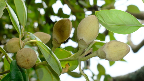 Lagunaria patersonia (Norfolk Island hibiscus) (alternate view 5)