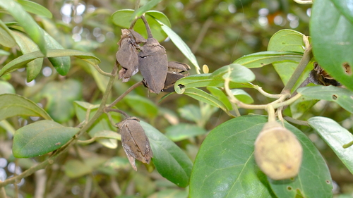 Lagunaria patersonia (Norfolk Island hibiscus) (alternate view 8)