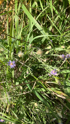 Vittadinia gracilis (Purple Fuzzweed) (alternate view 3)