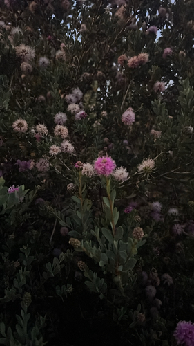 Melaleuca nesophila (Showy Honey-myrtle) (alternate view 4)