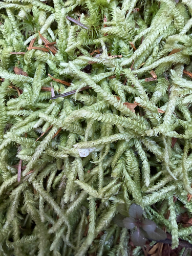 Plagiothecium undulatum (Waved Silk-moss)