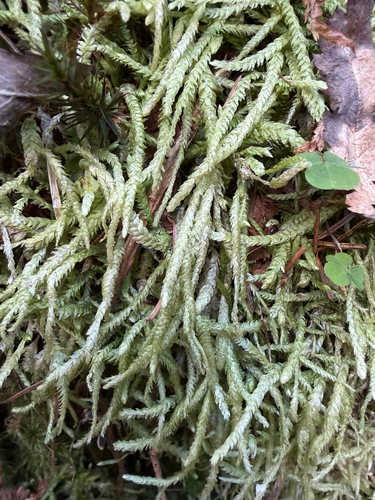 Plagiothecium undulatum (Waved Silk-moss)