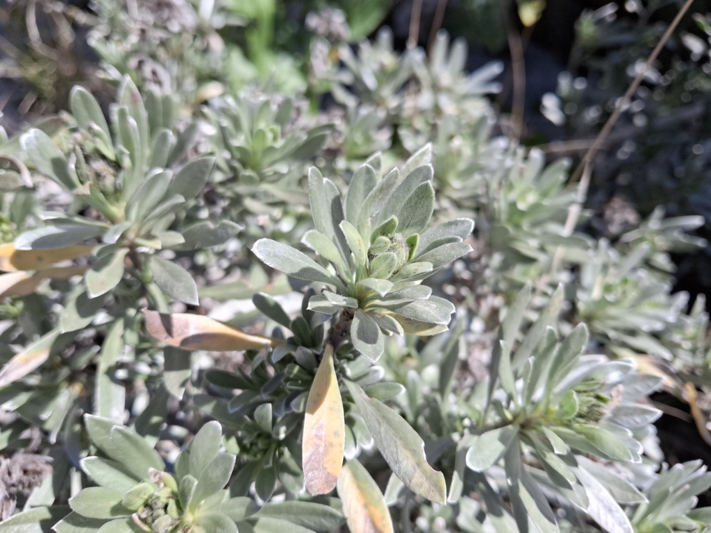 Convolvulus cneorum, Silverbush — mounding evergreen (Convolvulaceae) (image 8 of 10)