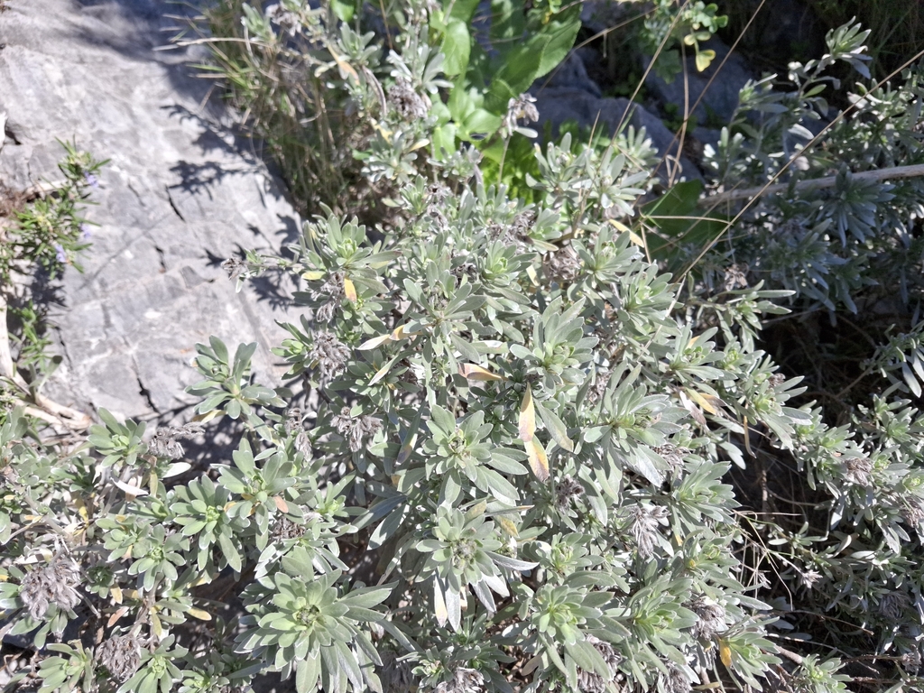 Convolvulus cneorum, Silverbush — mounding evergreen (Convolvulaceae) (image 9 of 10)