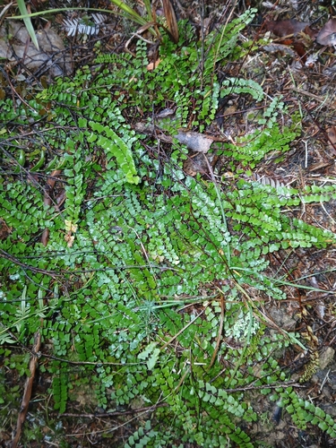 Lindsaea linearis (Screw Fern)