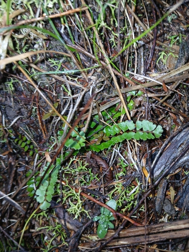 Lindsaea linearis (Screw Fern) (alternate view 2)