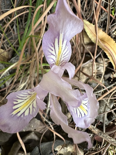 Iris macrosiphon (Bowltube Iris) (alternate view 5)