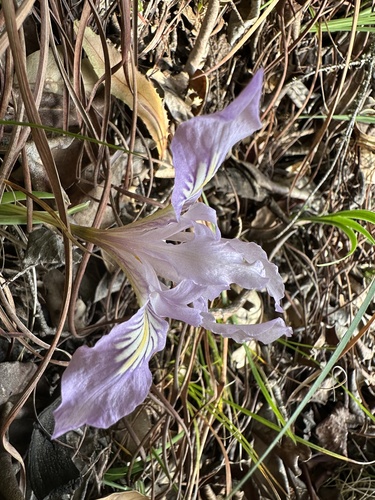 Iris macrosiphon (Bowltube Iris) (alternate view 6)