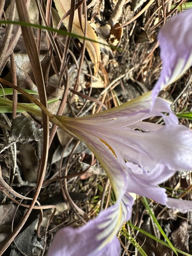 Iris macrosiphon (Bowltube Iris) (alternate view 7)