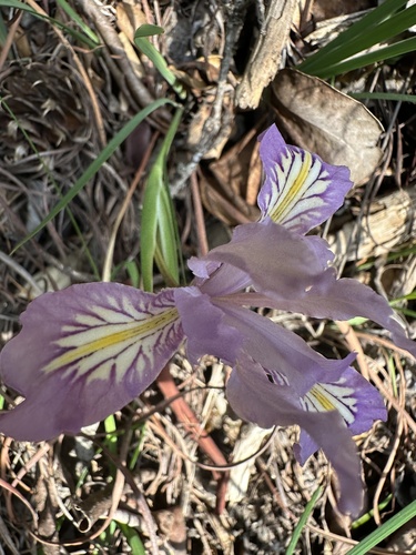Iris macrosiphon (Bowltube Iris) (alternate view 8)