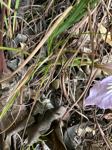 Iris macrosiphon (Bowltube Iris) (alternate view 9)