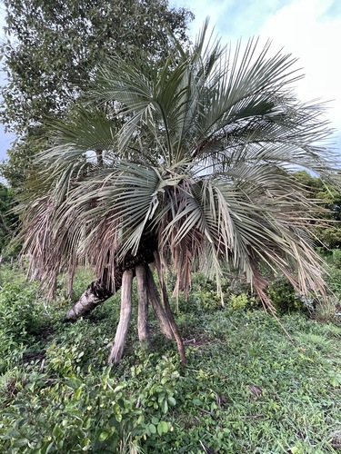 Butia capitata (Pindo Palm)