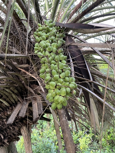 Butia capitata (Pindo Palm)