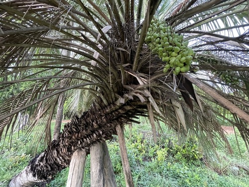 Butia capitata (Pindo Palm)