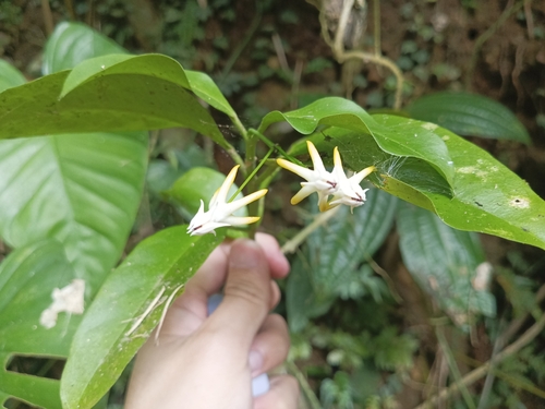 Hoya multiflora (variegated) (Variegated Hoya Multiflora) (alternate view 4)