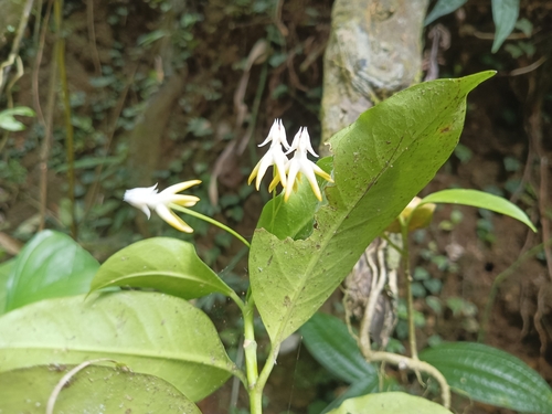 Hoya multiflora (variegated) (Variegated Hoya Multiflora) (alternate view 5)