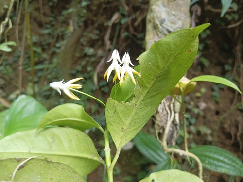 Hoya multiflora (variegated) (Variegated Hoya Multiflora) (alternate view 6)