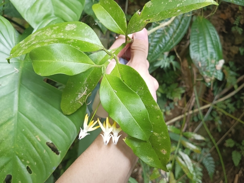 Hoya multiflora (variegated) (Variegated Hoya Multiflora) (alternate view 7)