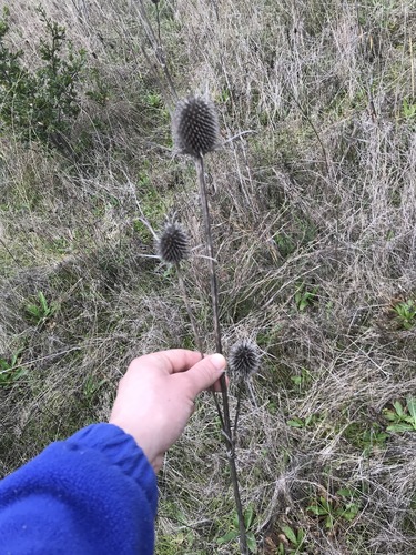 Dipsacus sativus (fuller's teasel) (alternate view 8)