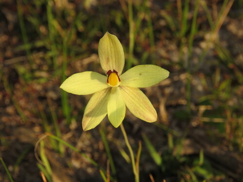Thelymitra antennifera (lemon-scented sun orchid) (alternate view 6)