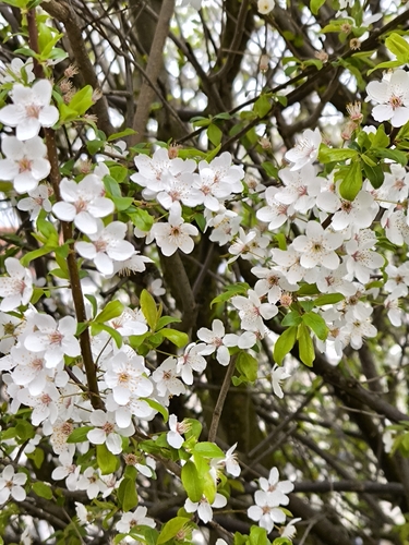 Prunus domestica (European plum) (alternate view 3)