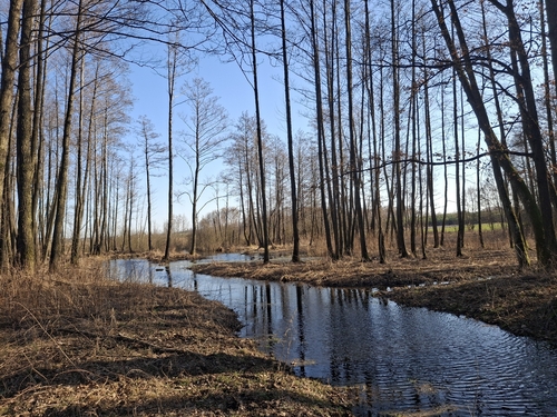 Alnus glutinosa (common alder)