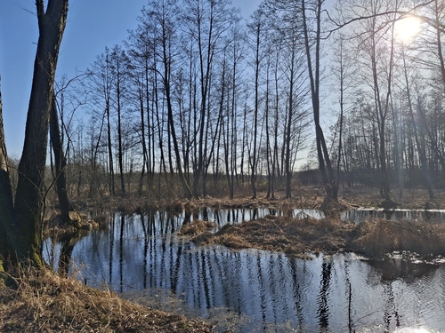 Alnus glutinosa (common alder)