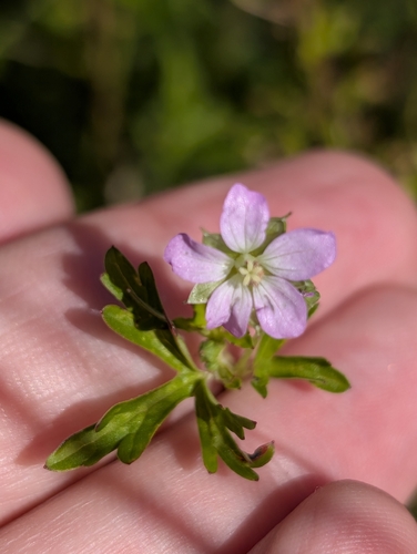 Geranium solanderi (Solander's geranium) (alternate view 8)