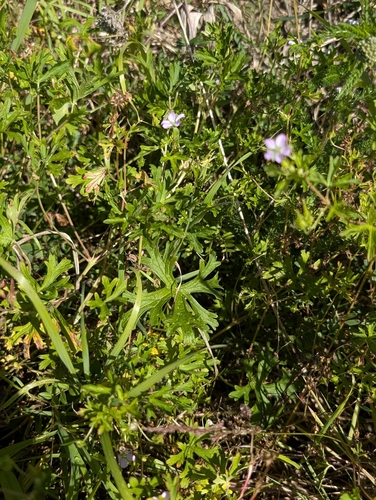 Geranium solanderi (Solander's geranium) (alternate view 9)