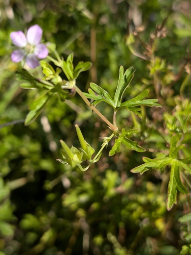 Geranium solanderi (Solander's geranium) (alternate view 10)