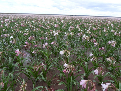 Crinum (Swamplilies) (alternate view 5)