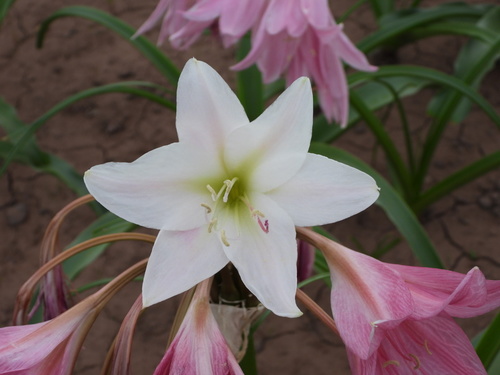 Crinum (Swamplilies) (alternate view 6)
