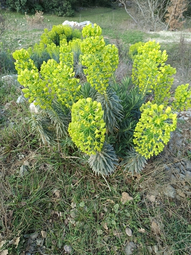 Euphorbia characias wulfenii (Mediterranean spurge)
