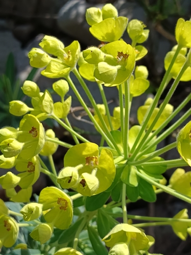 Euphorbia characias wulfenii (Mediterranean spurge) (alternate view 2)
