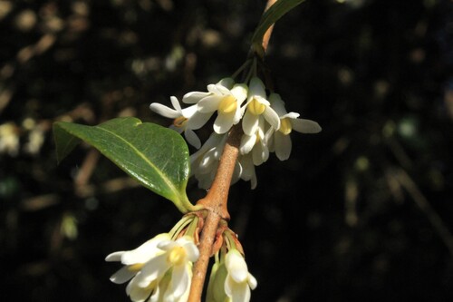Osmanthus × burkwoodii (Burkwood Osmanthus) (alternate view 3)