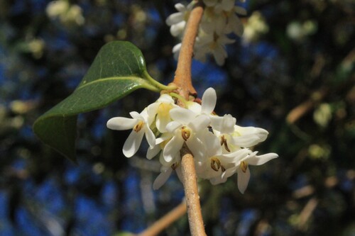 Osmanthus × burkwoodii (Burkwood Osmanthus) (alternate view 4)