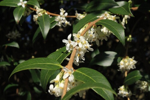 Osmanthus × burkwoodii (Burkwood Osmanthus)