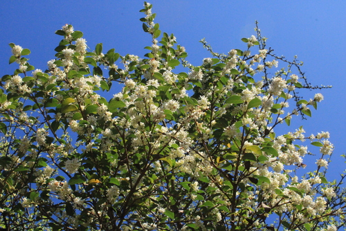 Osmanthus × burkwoodii (Burkwood Osmanthus) (alternate view 5)