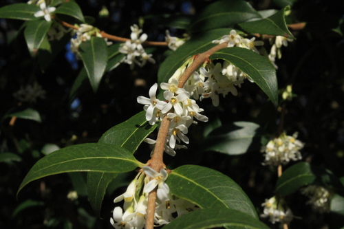 Osmanthus × burkwoodii (Burkwood Osmanthus) (alternate view 2)