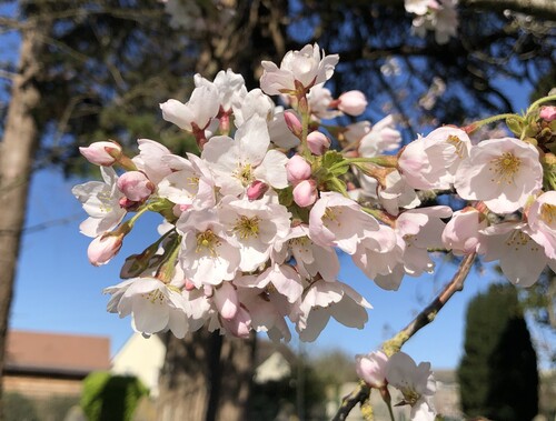 Prunus × yedoensis (Yoshino flowering cherry) (alternate view 2)