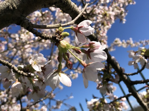Prunus × yedoensis (Yoshino flowering cherry) (alternate view 4)