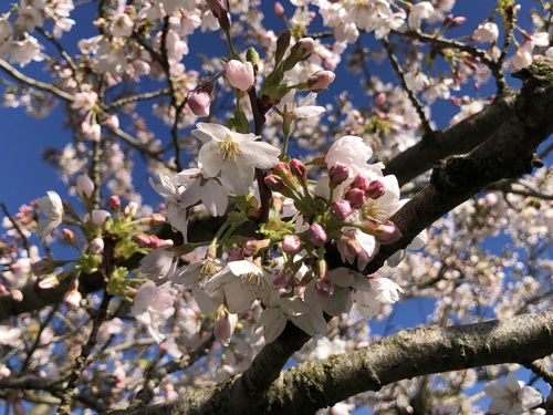 Prunus × yedoensis (Yoshino flowering cherry) (alternate view 3)
