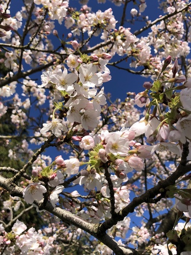 Prunus × yedoensis (Yoshino flowering cherry) (alternate view 5)