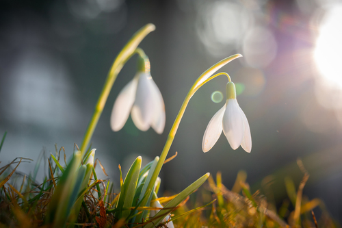 Galanthus nivalis (Common Snowdrop)