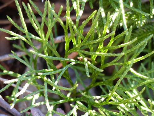 Diphasiastrum digitatum (fan clubmoss)