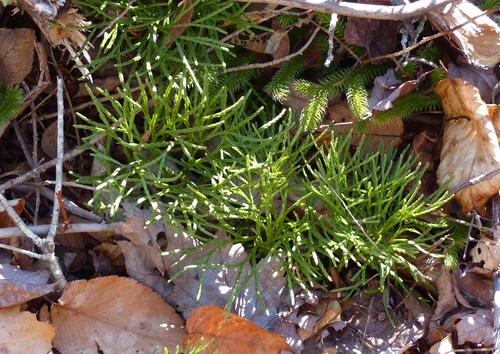Diphasiastrum digitatum (fan clubmoss)