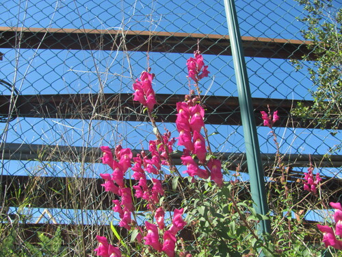 Antirrhinum (Snapdragons) (alternate view 3)