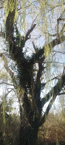 Salix babylonica (weeping willow) (alternate view 2)